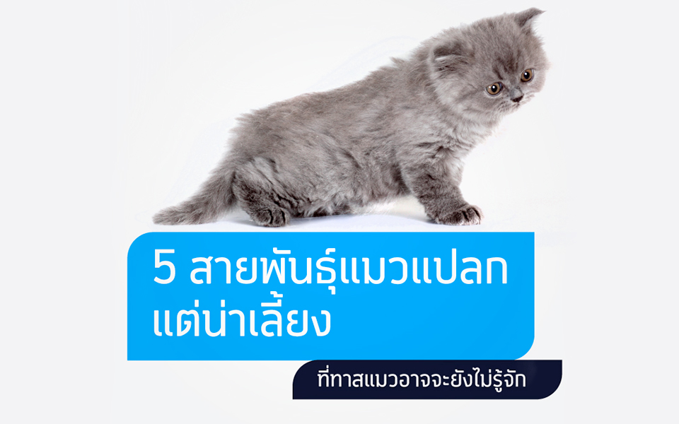 5 สายพันธุ์แมวแปลกแต่น่าเลี้ยงที่ทาสแมวอาจจะยังไม่รู้จัก