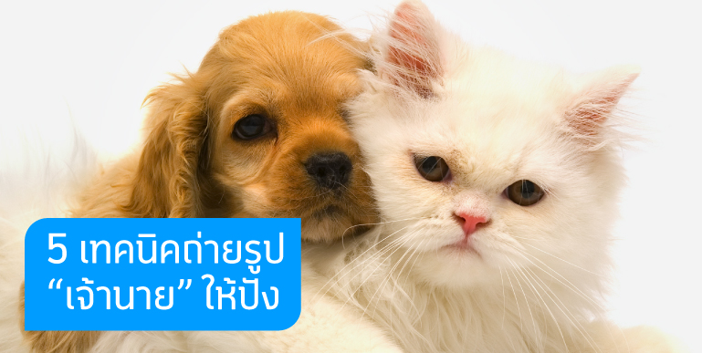 ถ่ายรูปหมา, ถ่ายรูปแมว, ถ่ายรูปสัตว์เลี้ยง