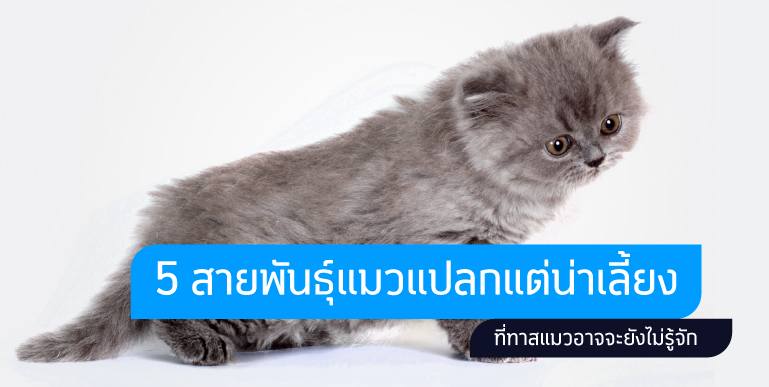 สายพันธุ์แมว, นิสัยแมว, ทาสแมว