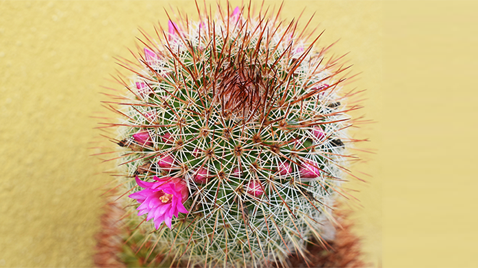 mammillaria